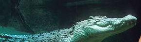Territory Wildlife Park - Tourism Gold Coast 3