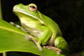 The Rainforest Habitat - Tourism Gold Coast 0