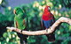 The Rainforest Habitat - thumb 1