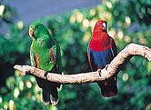 The Rainforest Habitat - Tourism Gold Coast 1
