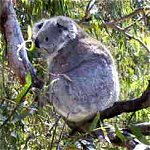 Koala Conservation Centre - Gold Coast 0