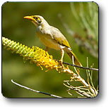 Uluru - Kata Tjuta National Park - Gold Coast 1