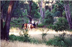 High Country Horses - Gold Coast 1