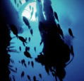 Scuba World - Tourism Gold Coast