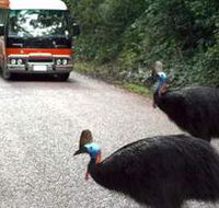 Kookaburra Tours - Gold Coast