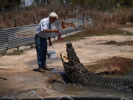 Koorana Saltwater Crocodile Farm - Tourism Gold Coast 1