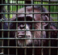 Rockhampton Zoo - Tourism Gold Coast