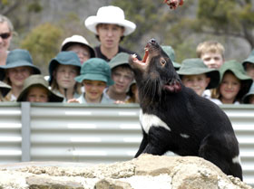 Tasmania Zoo - Tourism Gold Coast 0