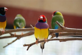 Kyabram Fauna Park - Gold Coast 1