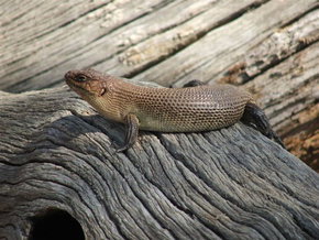 Kyabram Fauna Park - Gold Coast 2