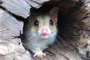 Kyabram Fauna Park - Gold Coast 3