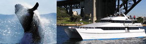 Prestige Harbour Cruises - Tourism Gold Coast 3