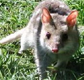 Urimbirra Wildlife Park - Tourism Gold Coast