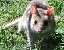 Urimbirra Wildlife Park - Tourism Gold Coast 0