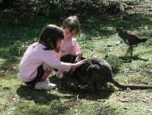 Urimbirra Wildlife Park - Tourism Gold Coast 1
