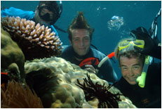 Dolphin Wild - Gold Coast 1