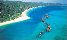 Dolphin Wild - Gold Coast 3