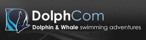 Dolphcom - Dolphin & Whale Swimming Adventures - Tourism Gold Coast 0