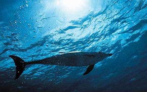 Dolphcom - Dolphin & Whale Swimming Adventures - Tourism Gold Coast 1