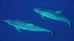 Dolphcom - Dolphin & Whale Swimming Adventures - Tourism Gold Coast 3