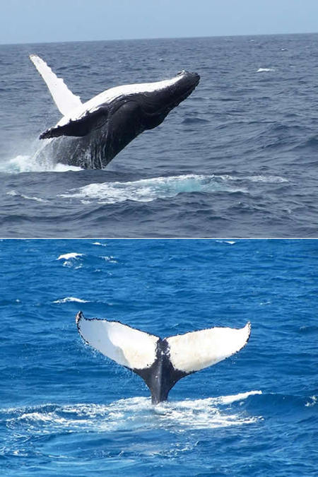 Mills Charters Fishing And Whale Watch Cruises - Tourism Gold Coast 3