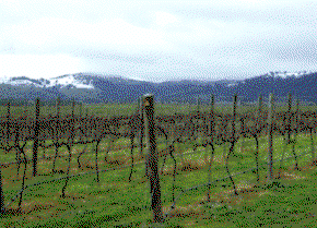 Kinloch Wines - Tourism Gold Coast 0