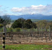 Buller View Wines - Tourism Gold Coast