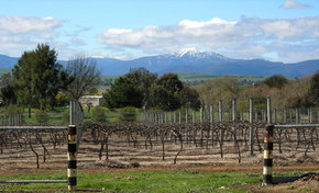 Buller View Wines - Tourism Gold Coast 0