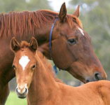 Blue Gum Farm - Tourism Gold Coast