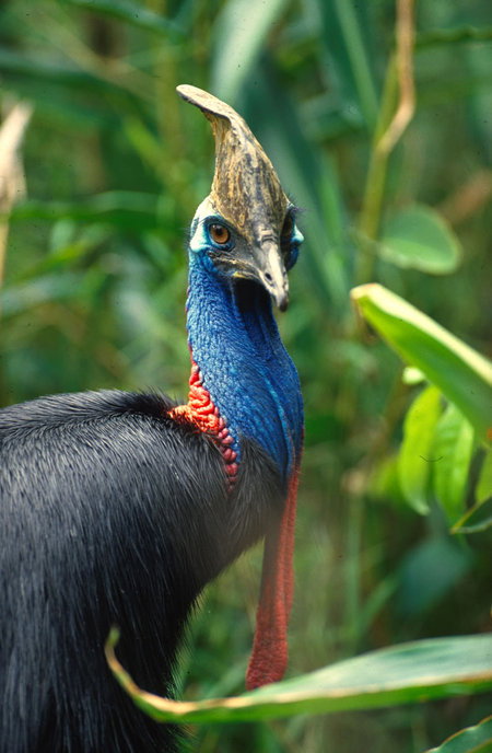 David Fleay Wildlife Park - Tourism Gold Coast 0
