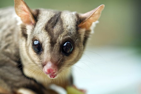 David Fleay Wildlife Park - Tourism Gold Coast 1