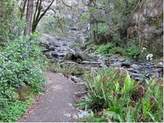 Stevensons Falls - Tourism Gold Coast 1
