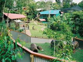 Kuranda Koala Gardens - Tourism Gold Coast 1