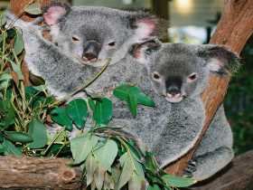 Kuranda Koala Gardens - Tourism Gold Coast 2