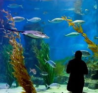 Melbourne Aquarium - Gold Coast