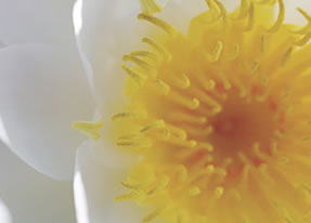 Crown Spa - Tourism Gold Coast 2