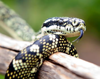 Reptile Encounters - Gold Coast 0