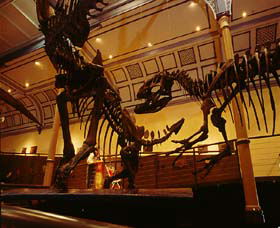 Australian Museum - Tourism Gold Coast 1