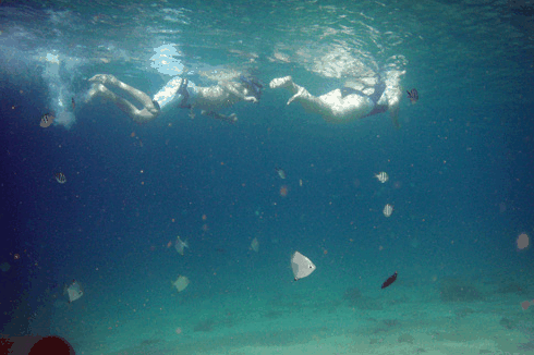 Australian Kayaking Adventures - Tourism Gold Coast 5