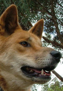 Armadale Reptile & Wildlife Centre - Tourism Gold Coast 5