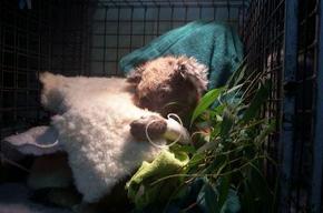 Jirrahlinga Koala & Wildlife Sanctuary - Tourism Gold Coast 3