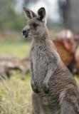 Jirrahlinga Koala & Wildlife Sanctuary - Tourism Gold Coast 4