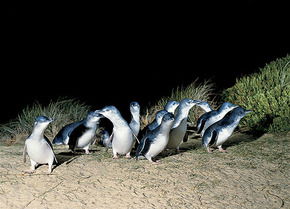 Phillip Island Penguin Parade - Gold Coast 3