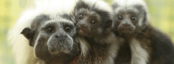 Alma Park Zoo - Gold Coast 3