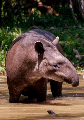 Alma Park Zoo - Gold Coast 4