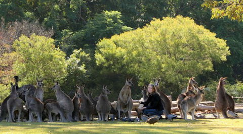 Lone Pine Koala Sanctuary - Tourism Gold Coast 1