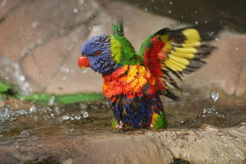 Lone Pine Koala Sanctuary - Tourism Gold Coast 5