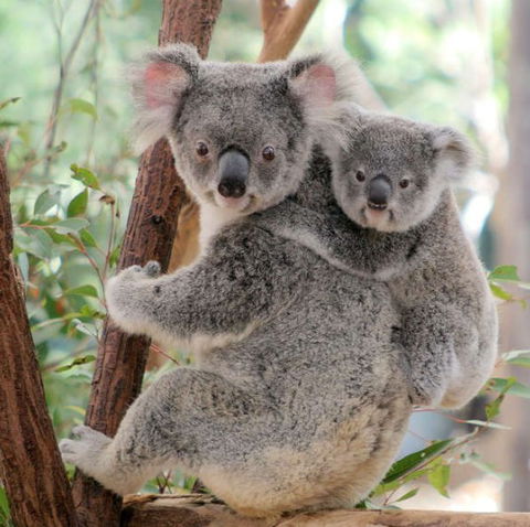 Lone Pine Koala Sanctuary - Tourism Gold Coast 6