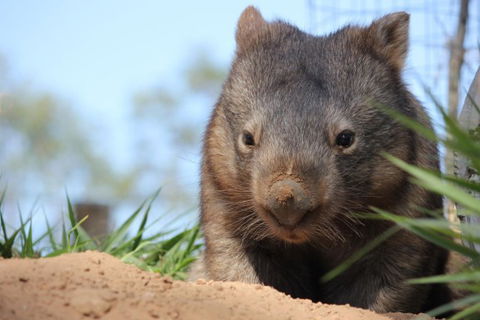 Lone Pine Koala Sanctuary - Tourism Gold Coast 7