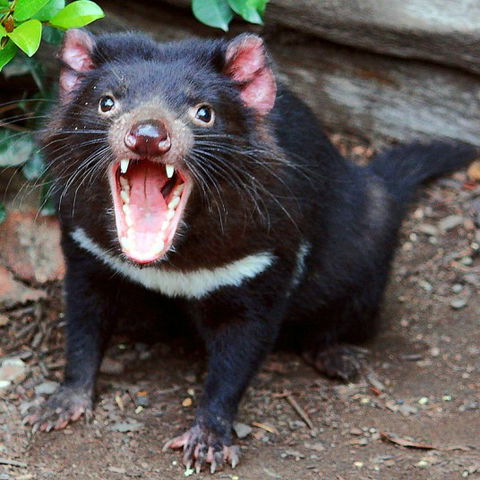 Lone Pine Koala Sanctuary - Tourism Gold Coast 8